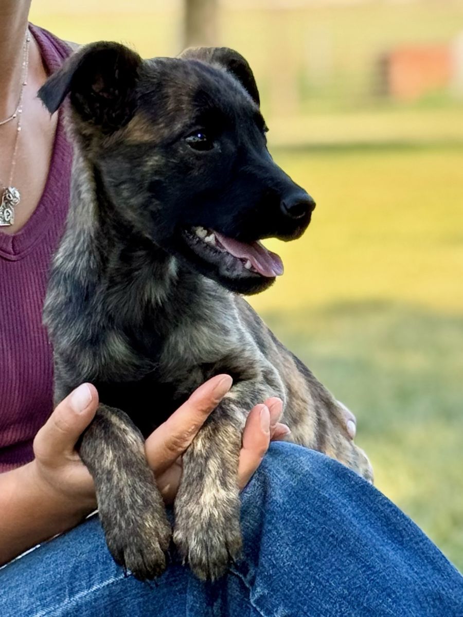 Golden retriever/Malinois Female 13 weeks