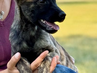 Golden retriever/Malinois Female 13 weeks