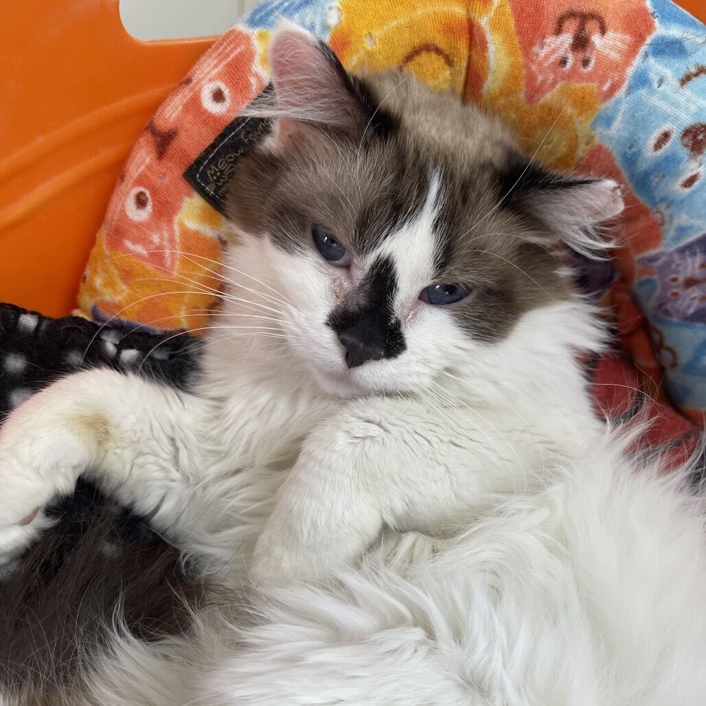 Hello my name is Catty