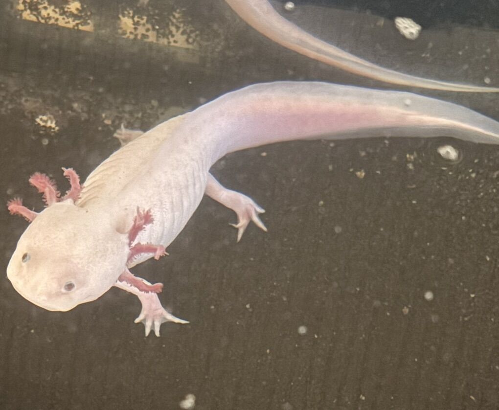 Axolotl + Tank  + Stand