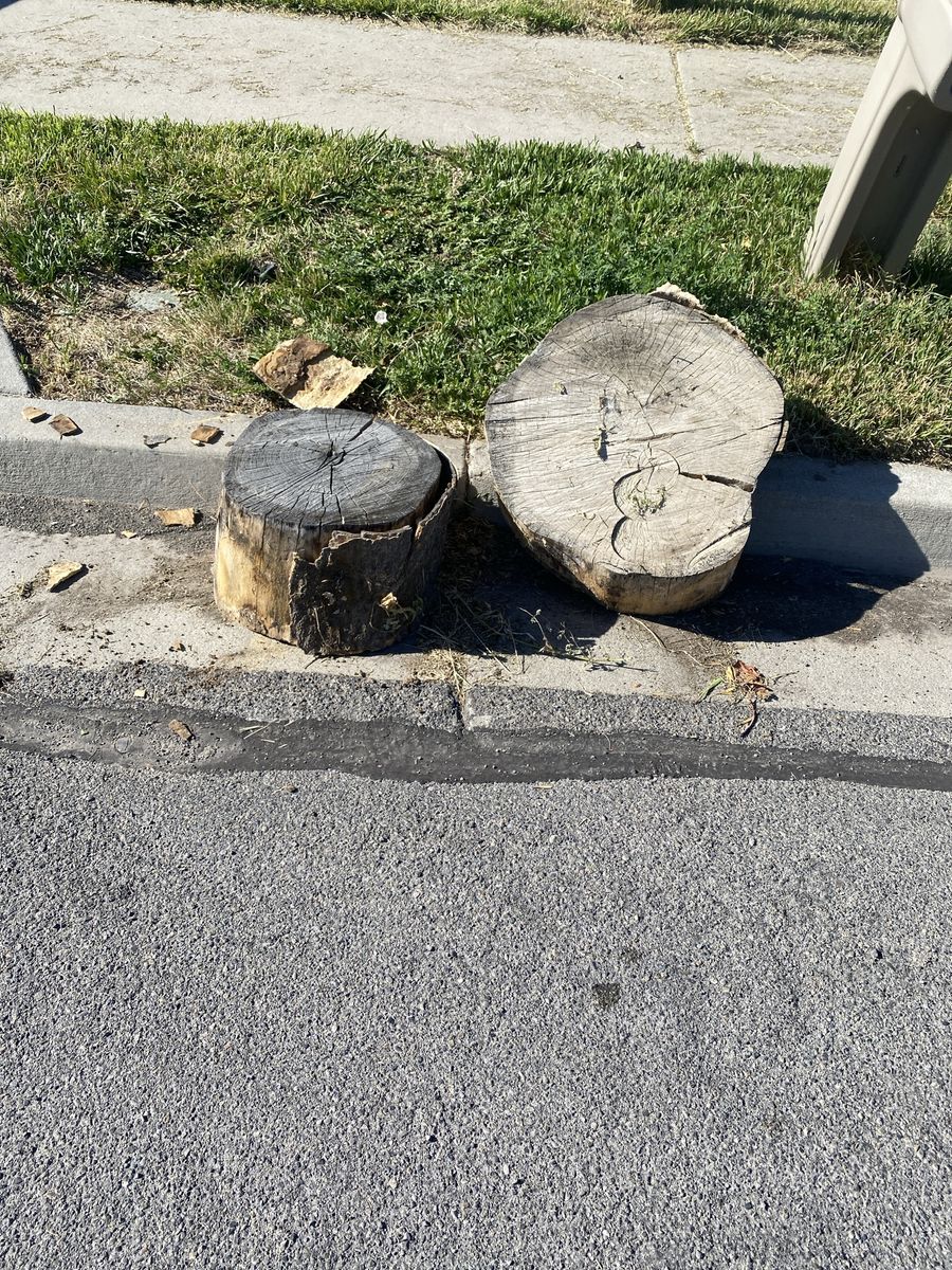 Free Cut tree stumps