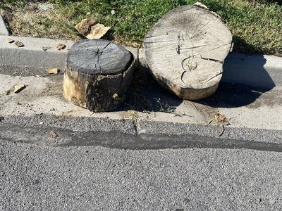 Free Cut tree stumps