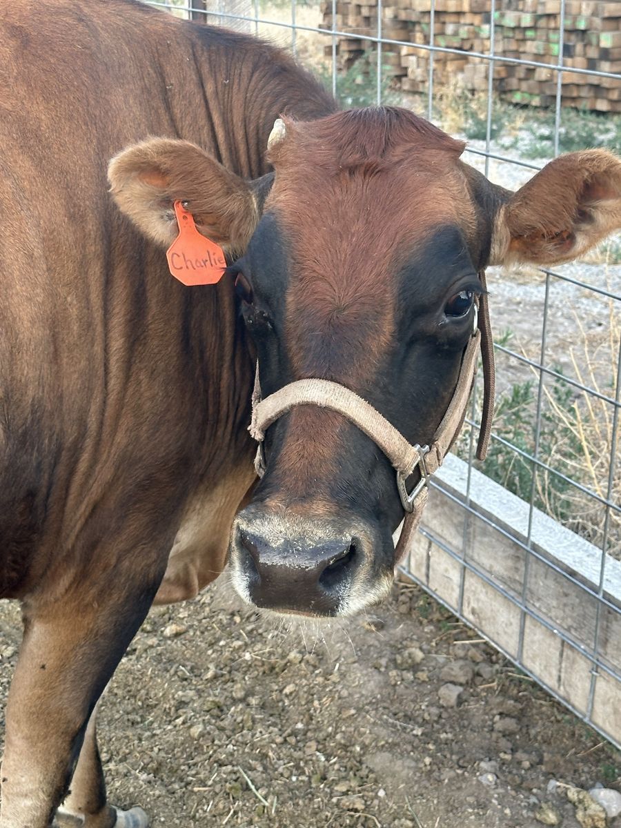 Jersey Cow Charlie 
