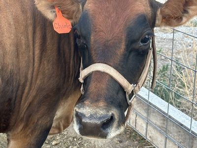 Jersey Cow Charlie