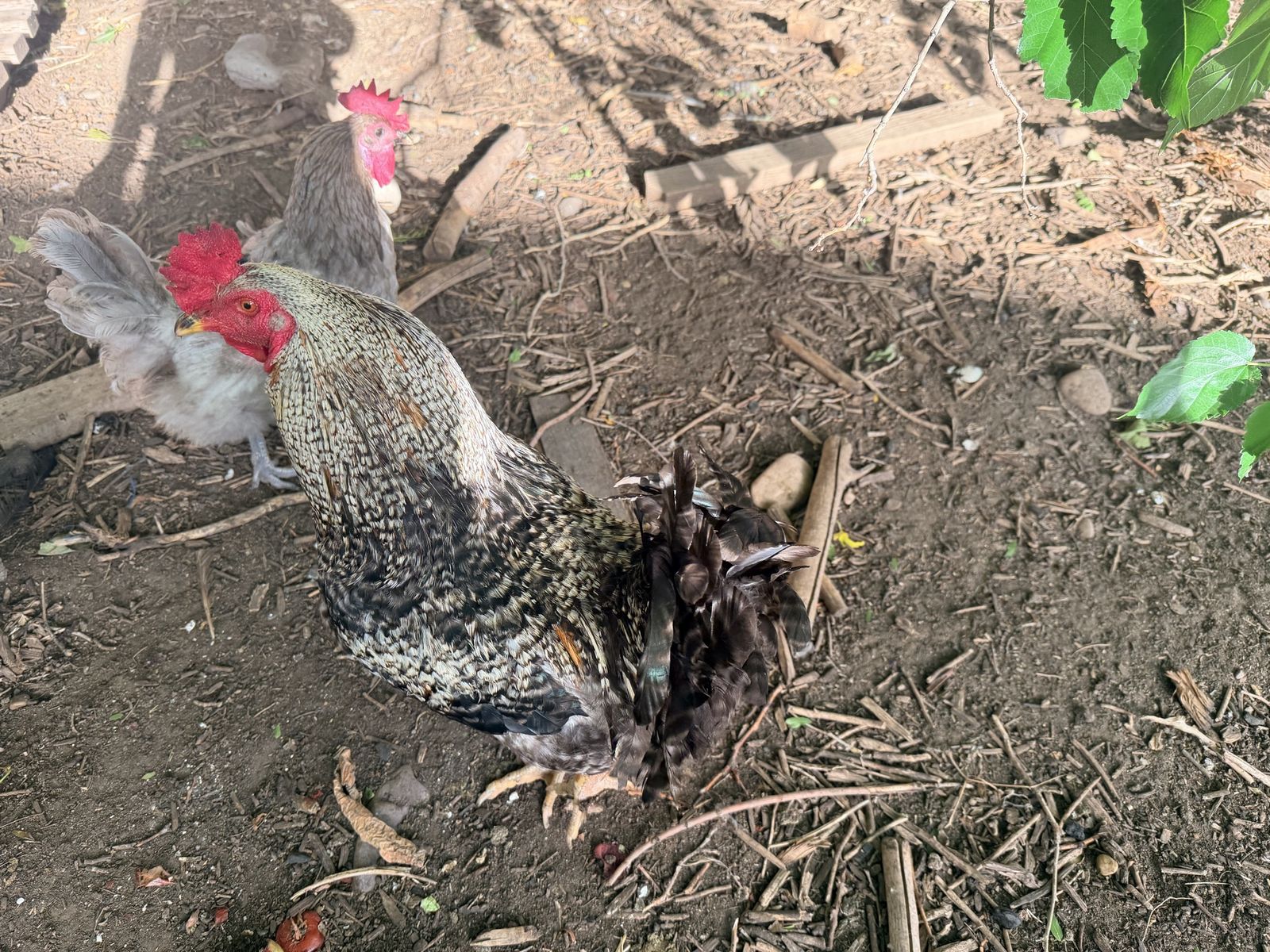 Free rooster