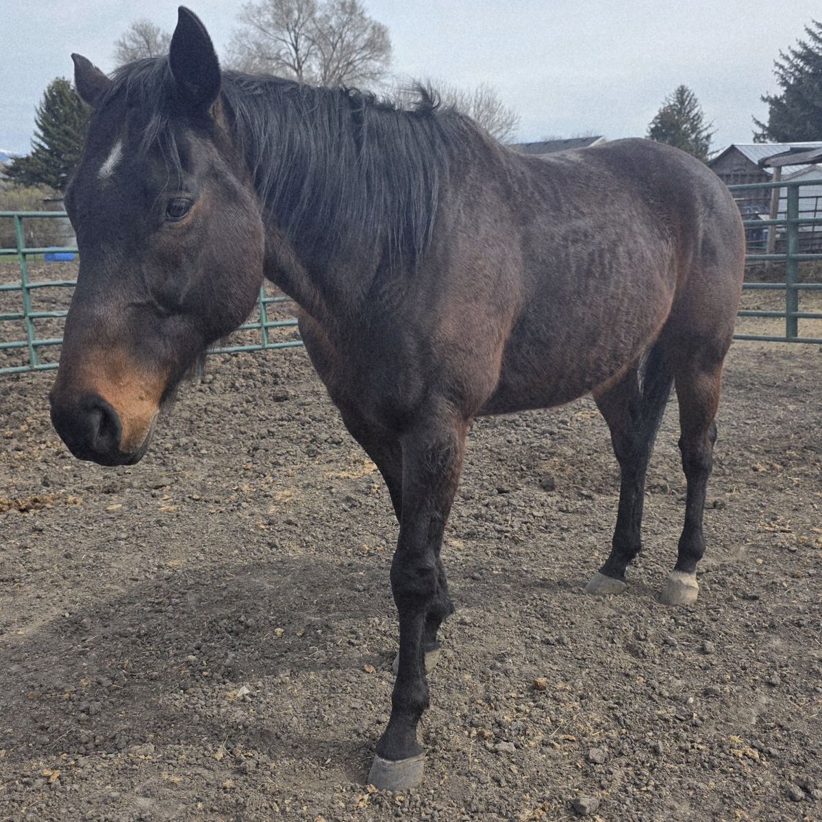 Bay OTTB Gelding