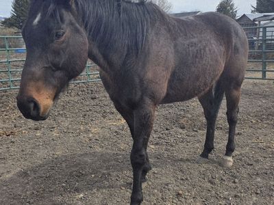 Bay OTTB Gelding