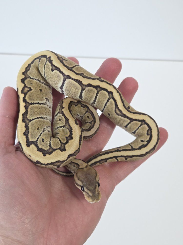 Chocolate Pin Desert Ghost Female