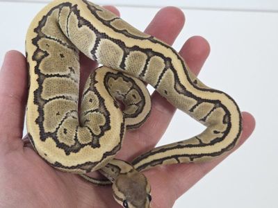 Chocolate Pin Desert Ghost Female