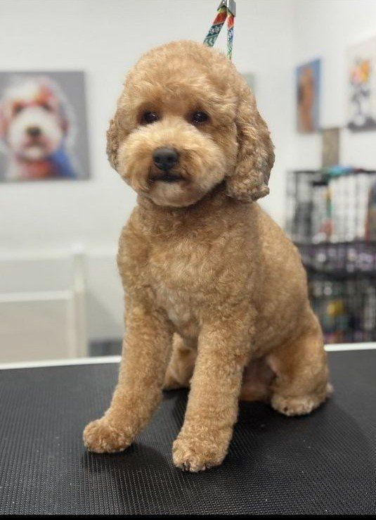 Goldendoodle Stud Clear