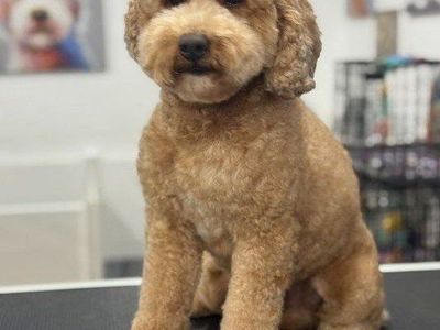 Goldendoodle Stud Clear