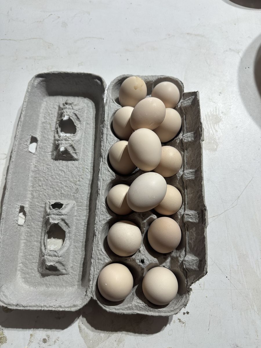 Genetic Hackle Cocken Eggs