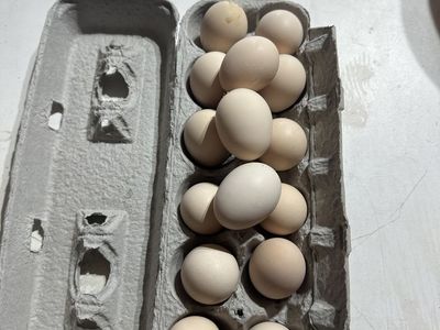Genetic Hackle Cocken Eggs