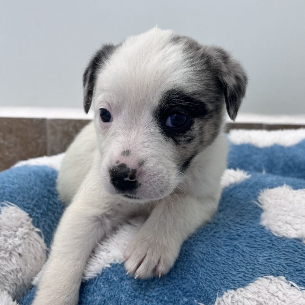 Hello my name is Sprinkles