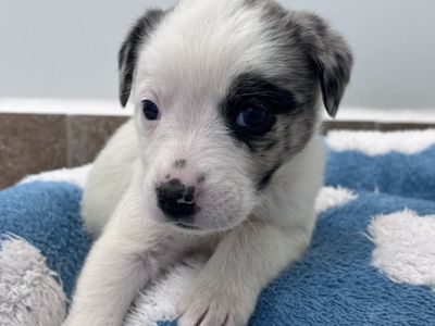 Hello my name is Sprinkles