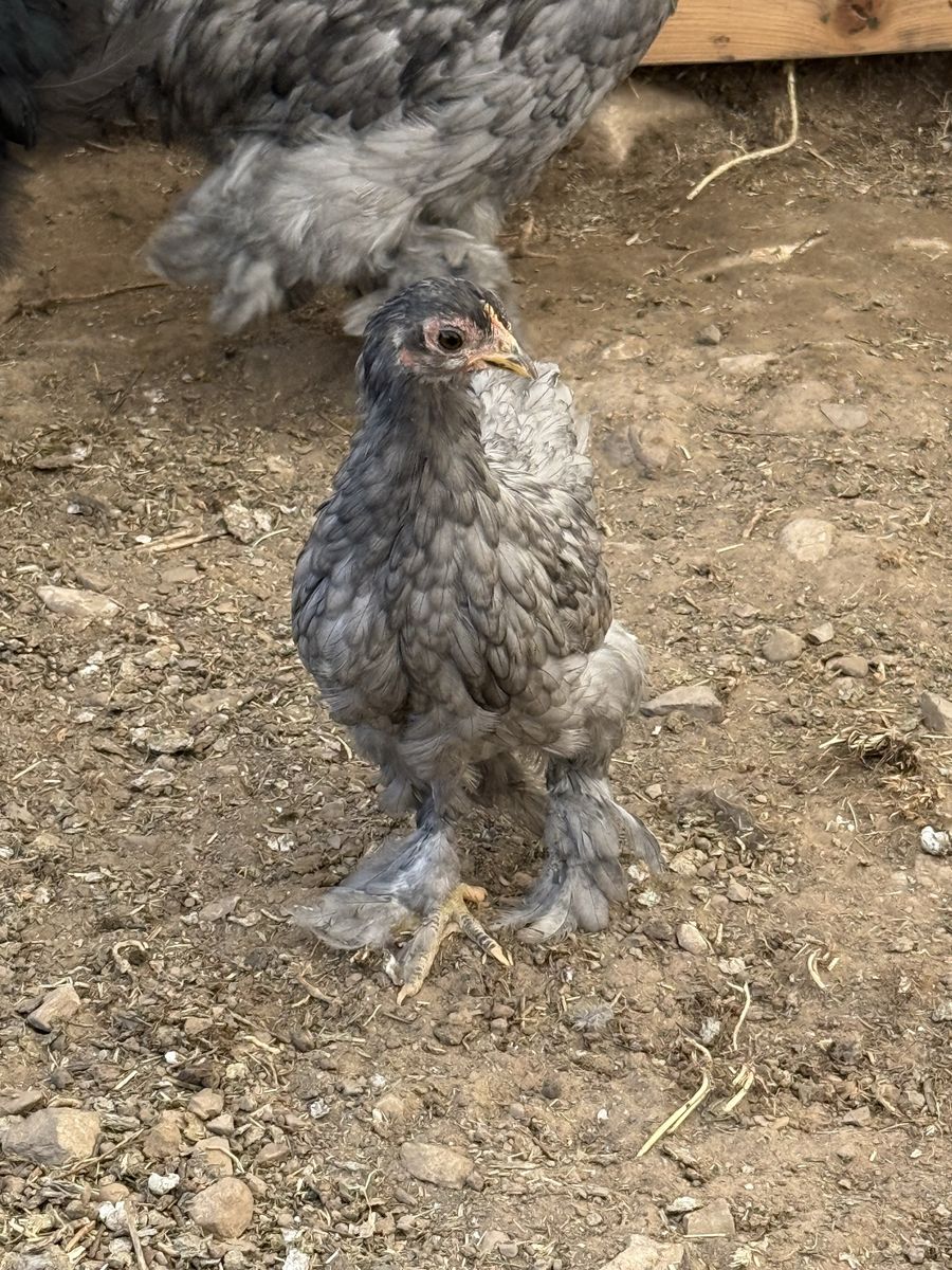 Blue Cochin Bantam Trio