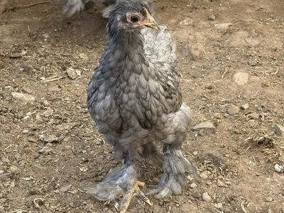 Blue Cochin Bantam Trio