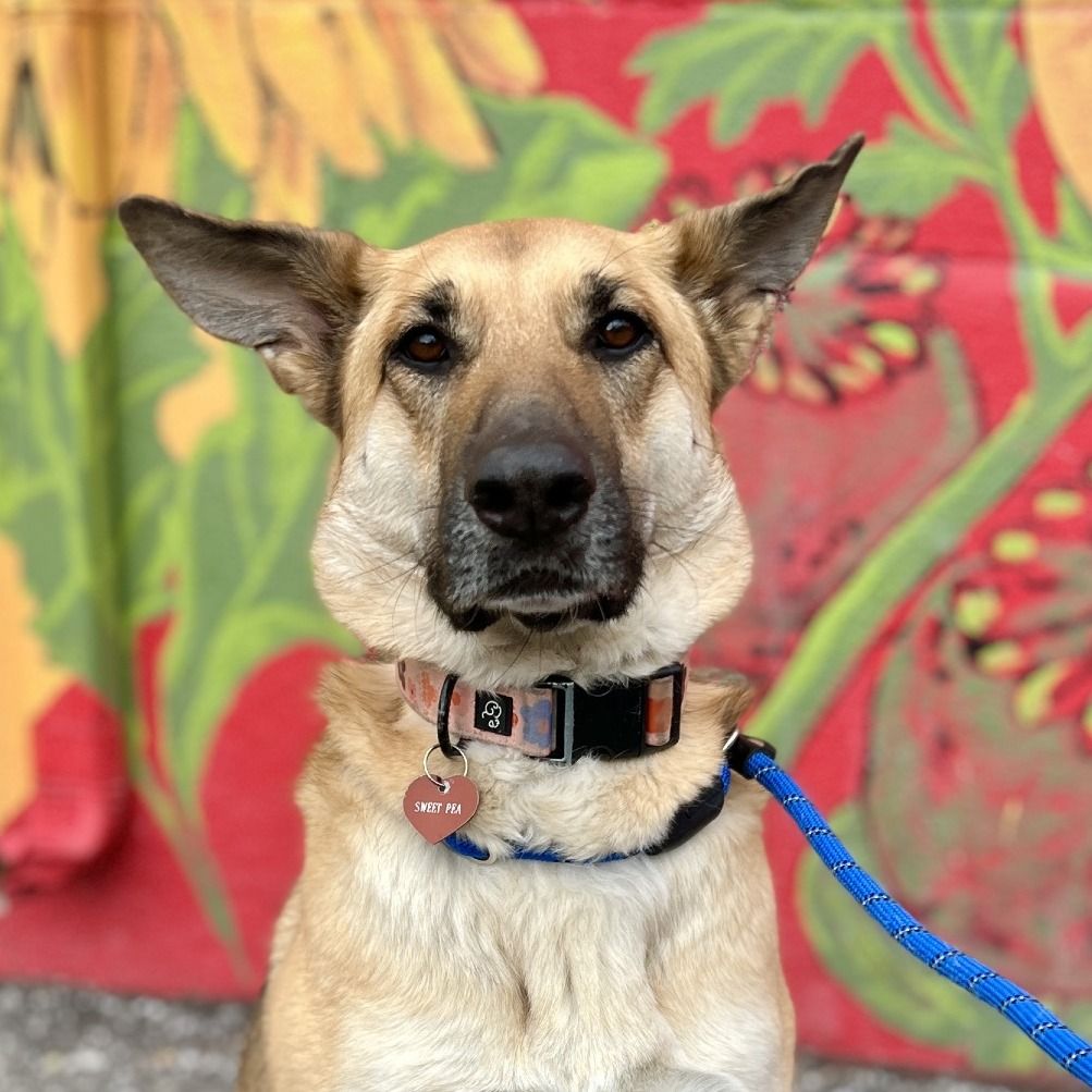 Hello my name is Sweet Pea