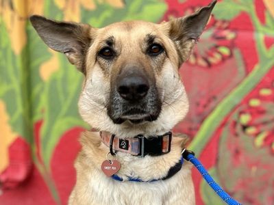 Hello my name is Sweet Pea