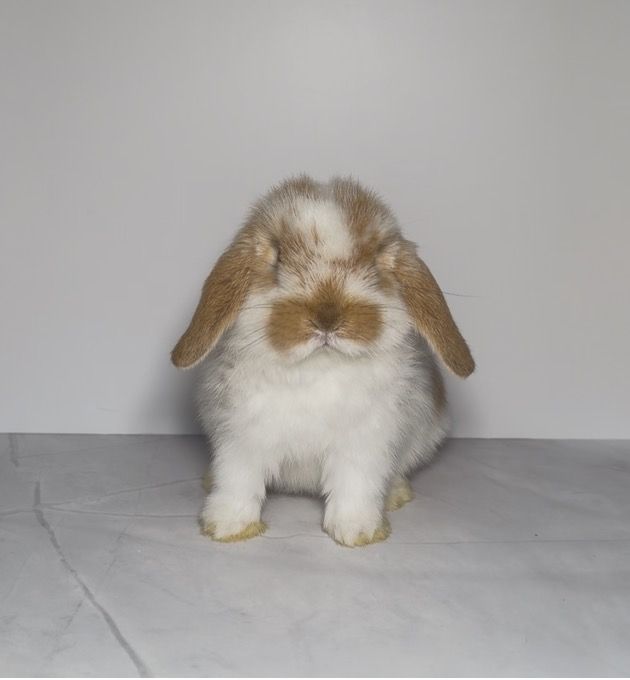 Holland Lop Doe