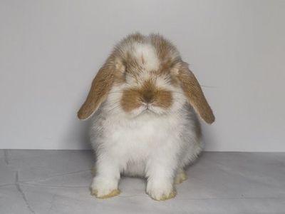 Holland Lop Doe
