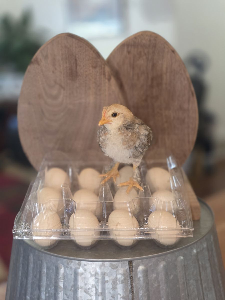 Bantam fertile eggs for hatching