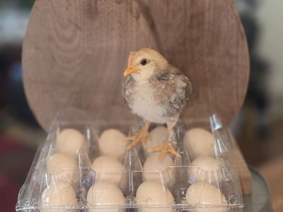 Bantam fertile eggs for hatching