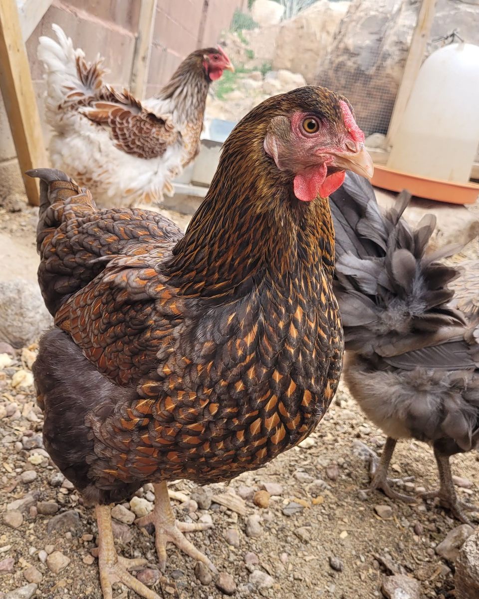 Blue Laced Red Wyandotte