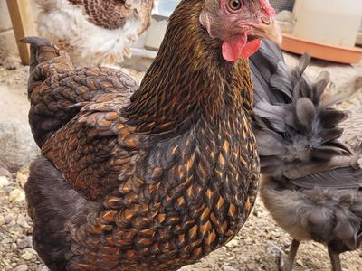 Blue Laced Red Wyandotte
