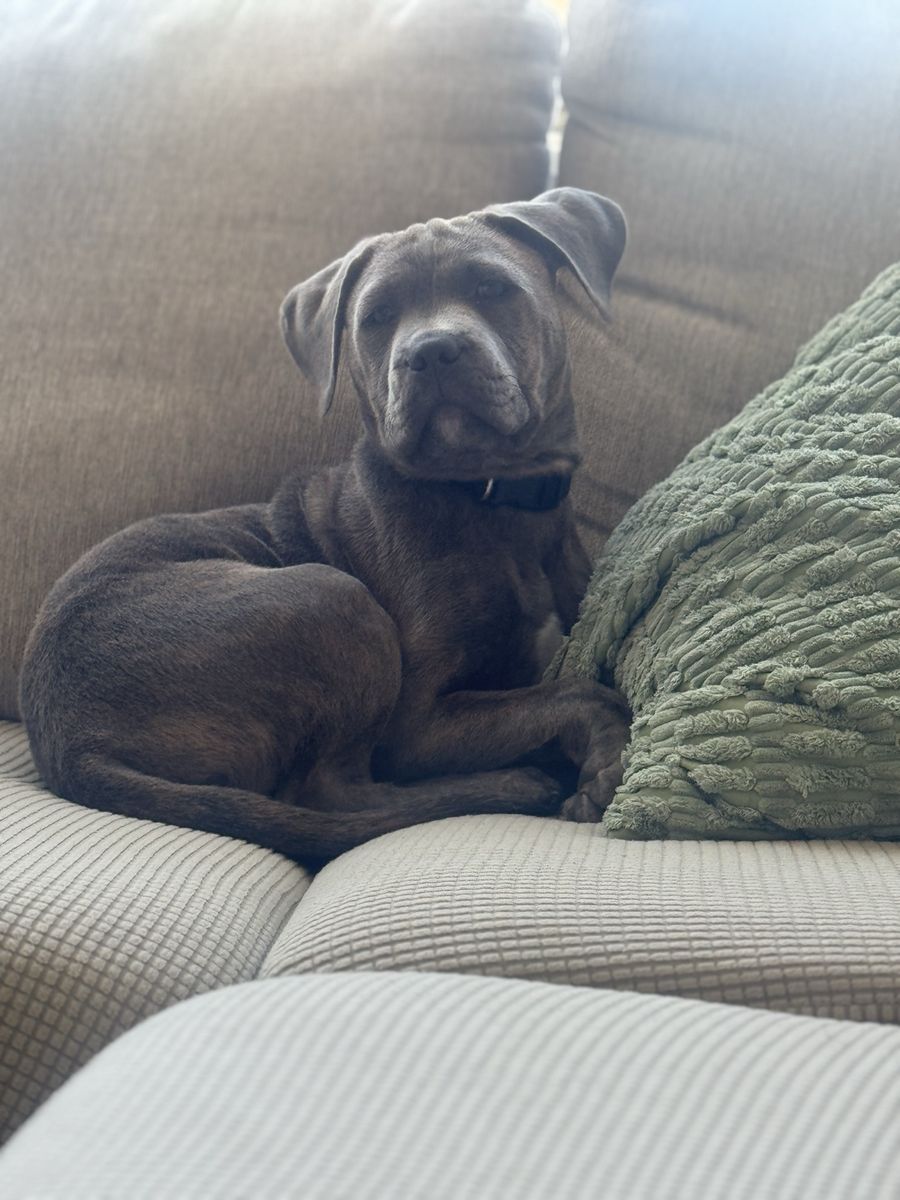 Huck: Active, Fun-Loving Mixed Breed Puppy - Ready for Outdoor Adventures!