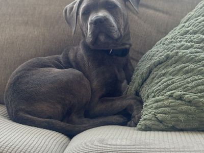 Huck: Active, Fun-Loving Mixed Breed Puppy - Ready for Outdoor Adventures!