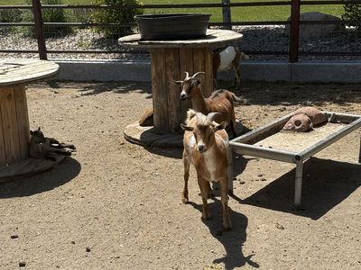 Nigerian Dwarf Goats - pregnant