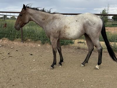 2024 AQHA BayRoan Mare ELIGABLEFORINCENTIVES 2in1