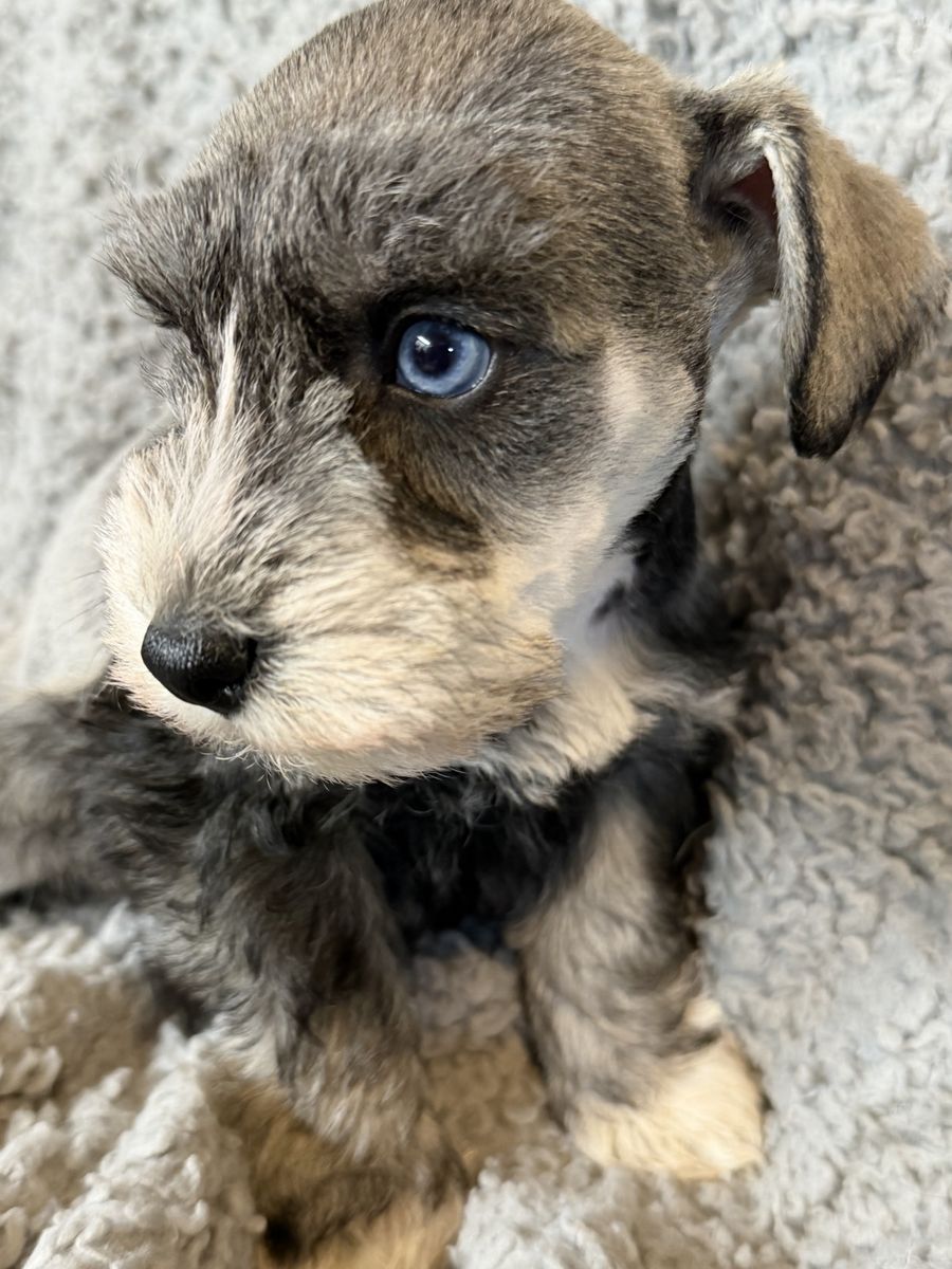 HEALTHY MINI PURBREED SCHNAUZER PUPPY W/ MEGA SOFT FUR