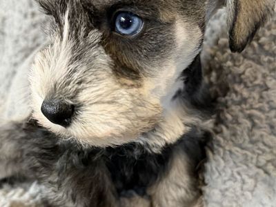 HEALTHY MINI PURBREED SCHNAUZER PUPPY W/ MEGA SOFT FUR