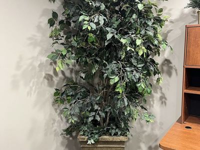 Silk plant
