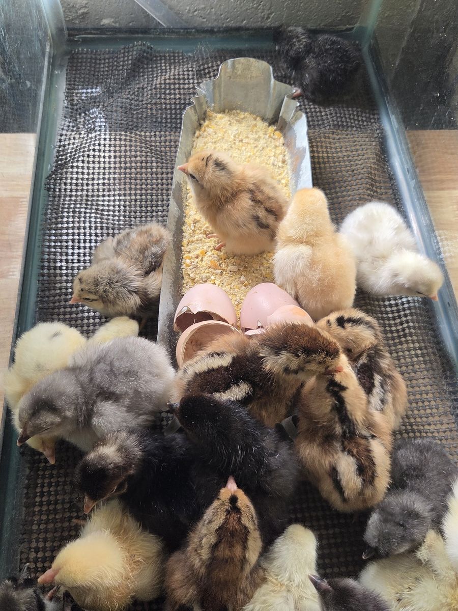 Rainbow Layer Chicks