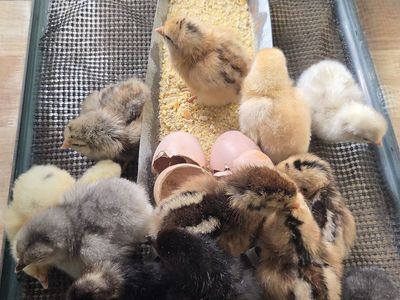 Rainbow Layer Chicks