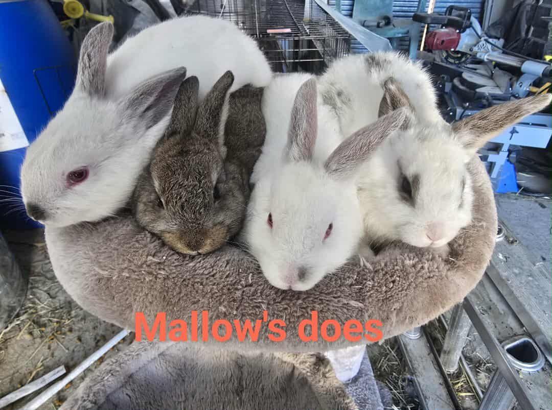 new Zealand  cross meat rabbits