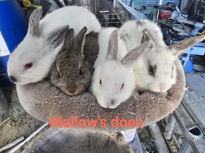 new Zealand cross meat rabbits