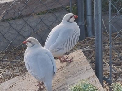 ISO male silver chukar or 2 silver hens 4 sale