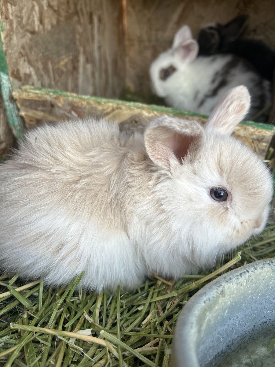 SLPIT EYED HOLLAND LOP BUCK