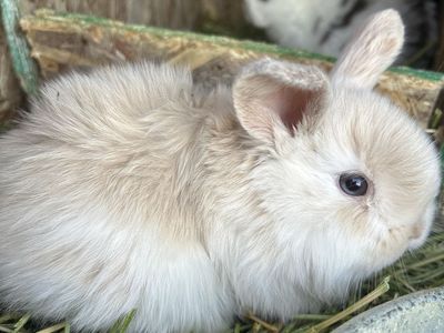 SLPIT EYED HOLLAND LOP BUCK