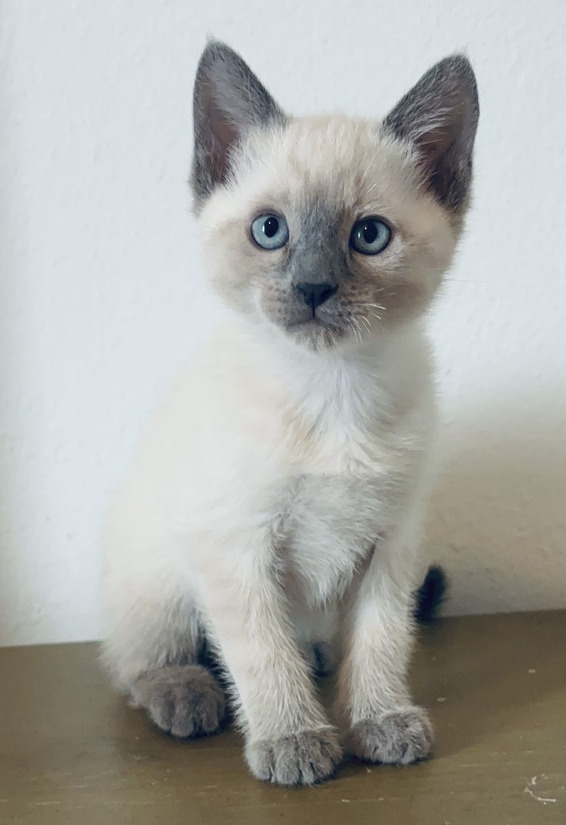 Ragdoll/ Bengal kittens for sale