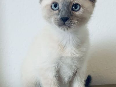 Ragdoll/ Bengal kittens for sale
