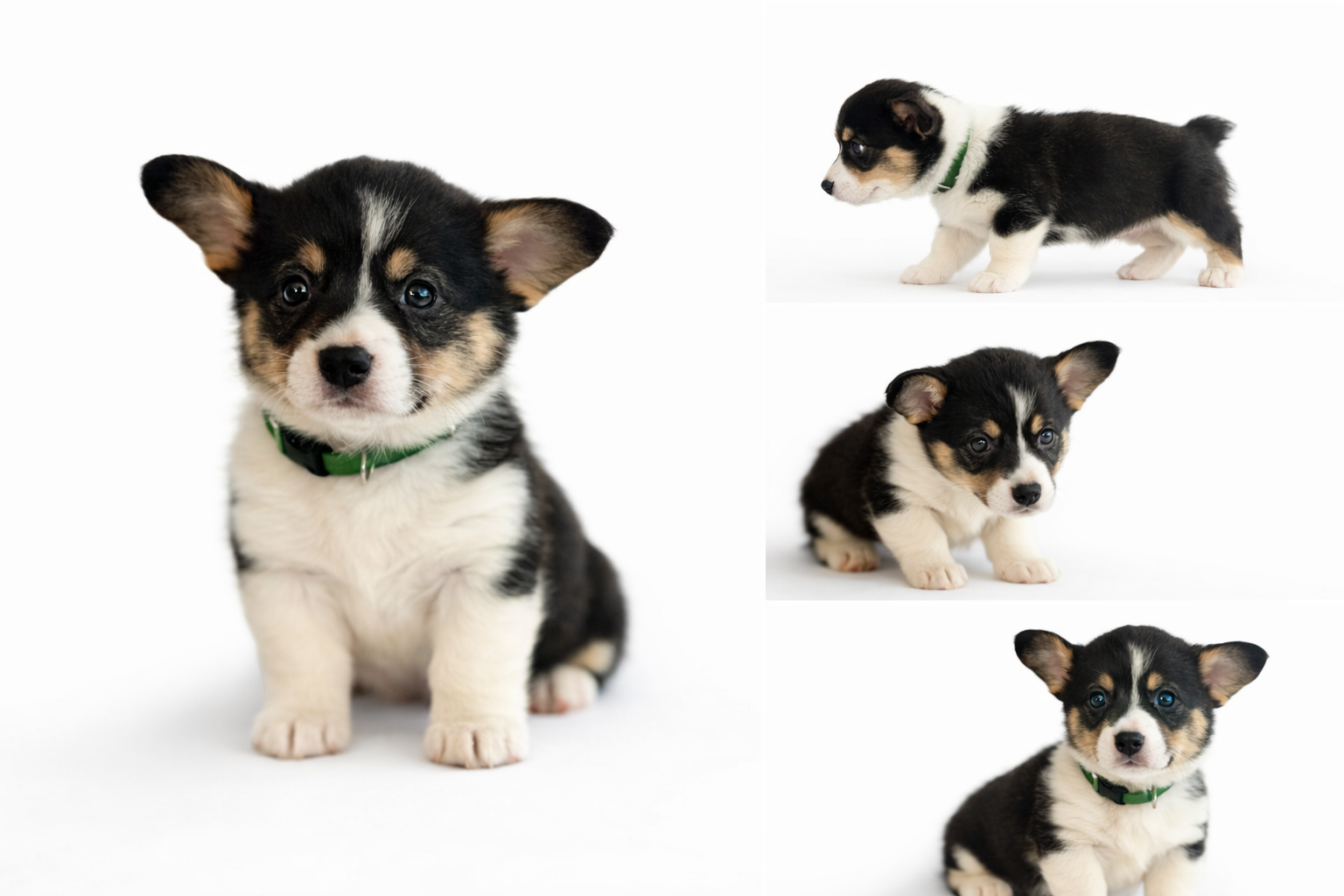 AKC Registered Pembroke Welsh Corgi – [GREEN]