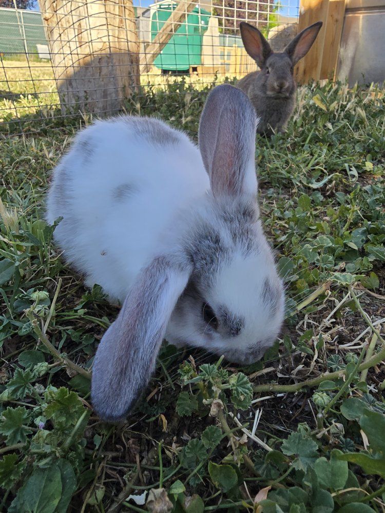🥕 Baby Bunnies Looking for Their Forever Families! 🥕