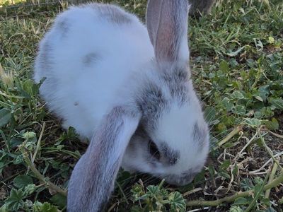 🥕 Baby Bunnies Looking for Their Forever Families! 🥕