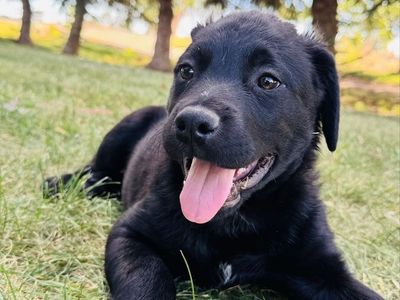 Rottweiler/ border collie puppies (Reduced)