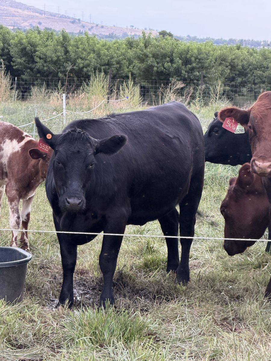 Angus Shorthorn Heifer